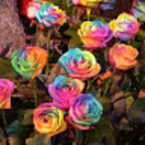 Meet your Posher, Barb